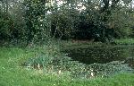The village pond, Downham