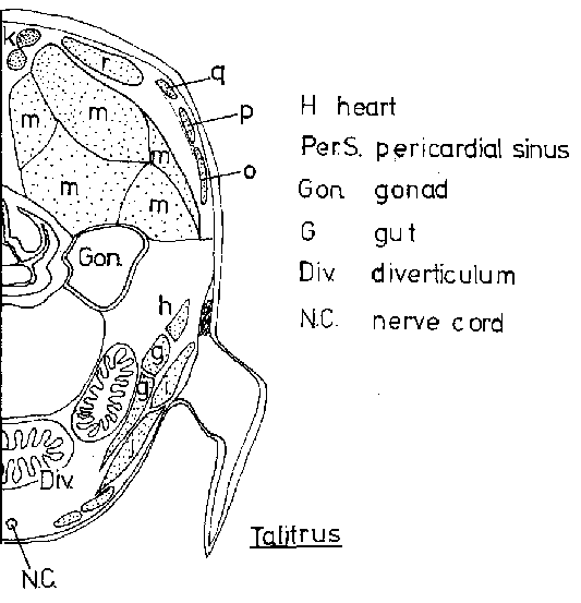 Fig 4. Abdominal cross section