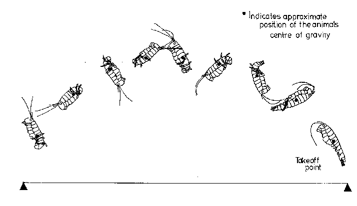 Fig 1. Flight of the talitrus